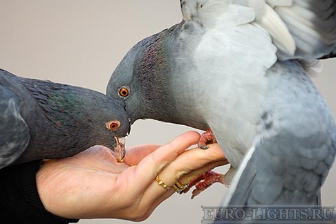 Кормить голубей с рук