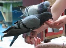 Кормить голубей с рук
